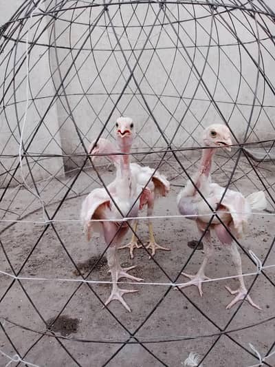 Heera aseel chick for sale what app number 03254740462