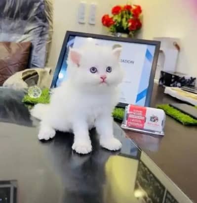 (Persian female kitten) (for sale all) (Pakistan delivery available)