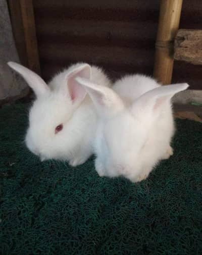Rabbits