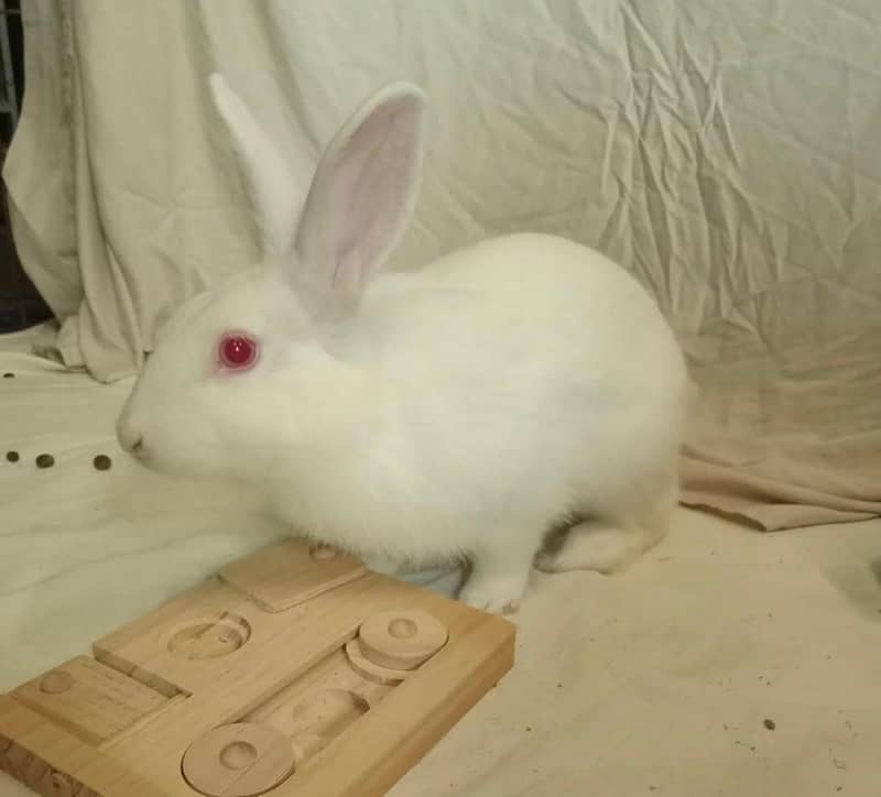 Rabbits 1
