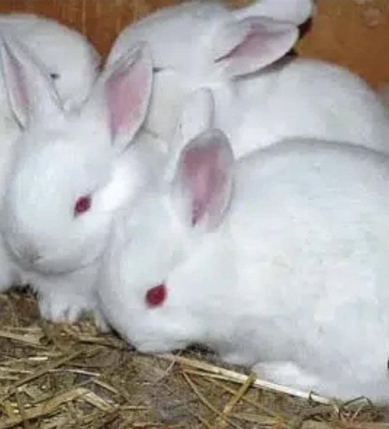 Rabbits 4