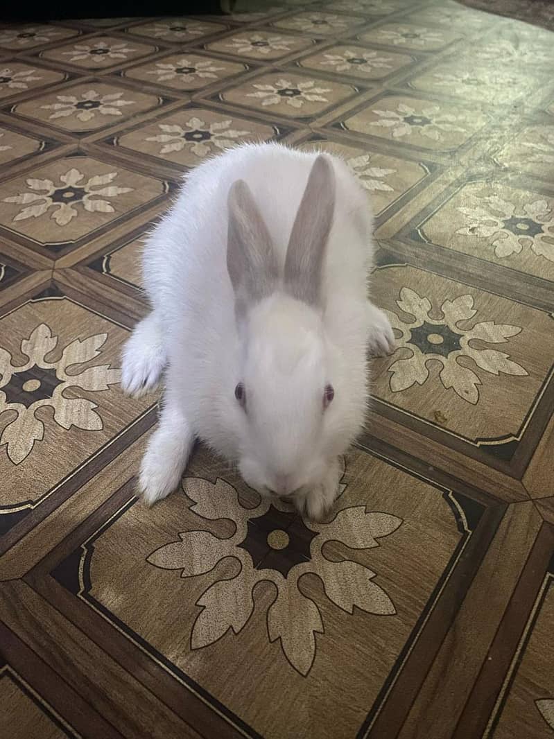 Rabbits 6