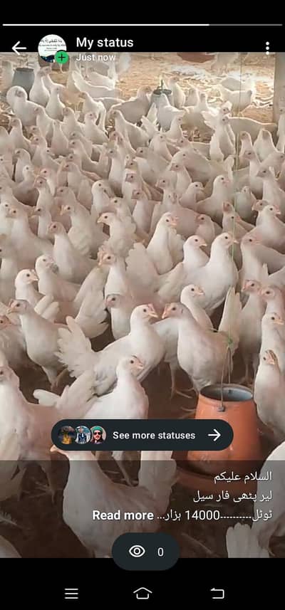 Bovan White Layer Chicks