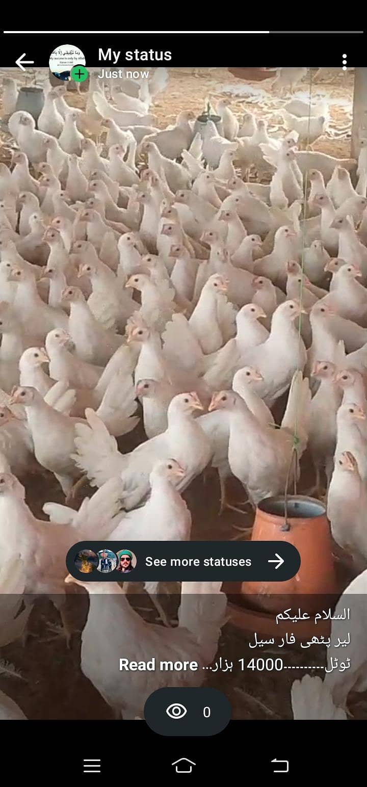 Bovan White Layer Chicks 0