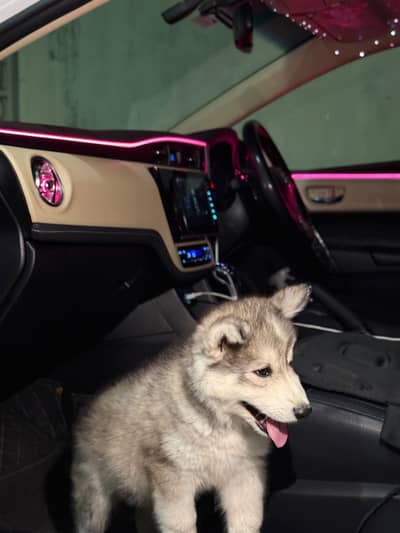 Husky puppie for sale