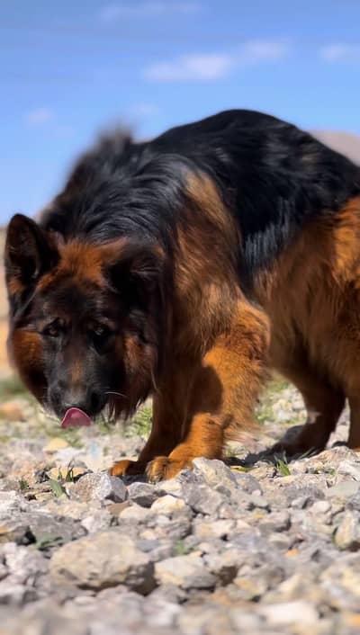 Pink pedigree Oscar son of elion fci