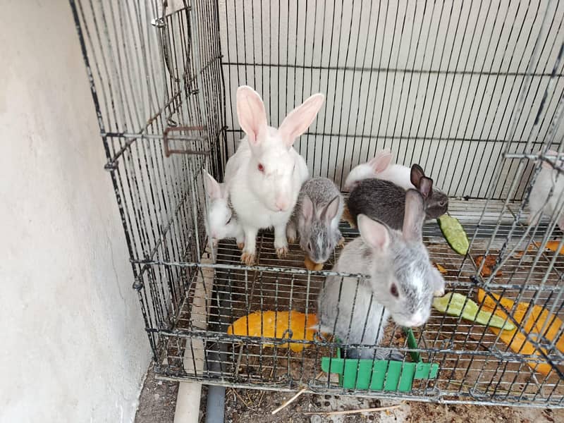 Rabits 0