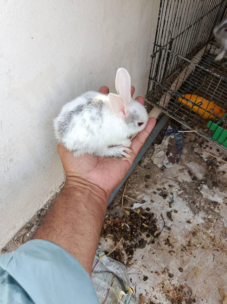 Rabits 1