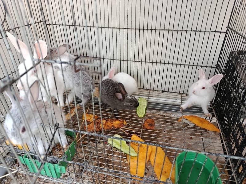 Rabits 2