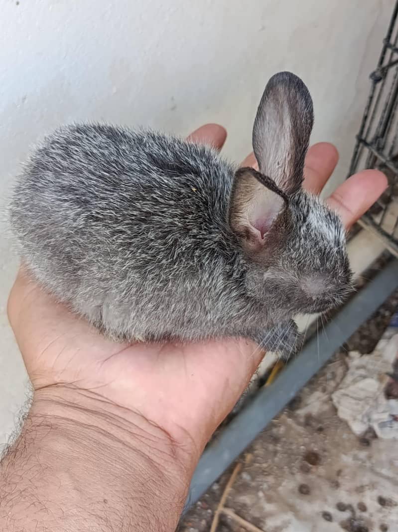 Rabits 4