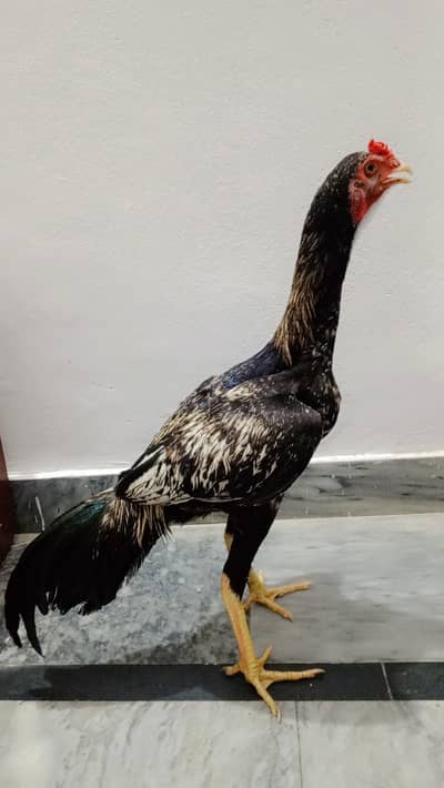 Aseel Murga/Roster, peshori murga