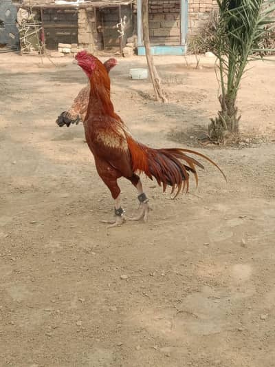Mianwali aseel peela