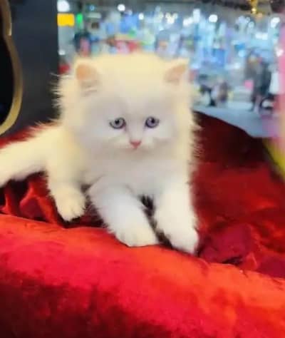 (Persian female kitten) (for sale all) (Pakistan delivery available)