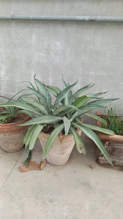 Decor Plant