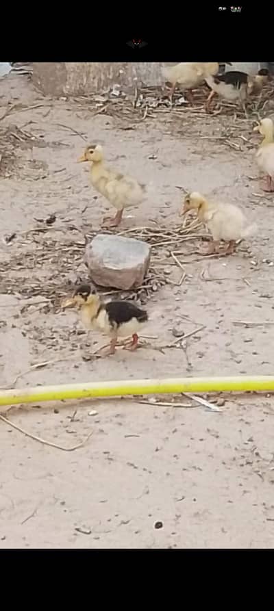 Ducks babies for sale
