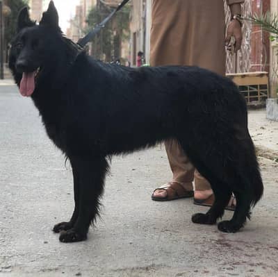 very friendly and lovely trained dog