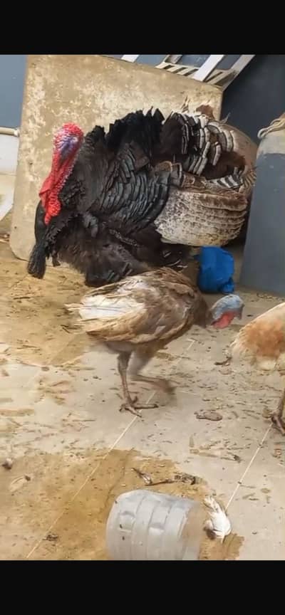 turkey bird