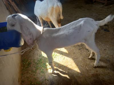 bakra for sale