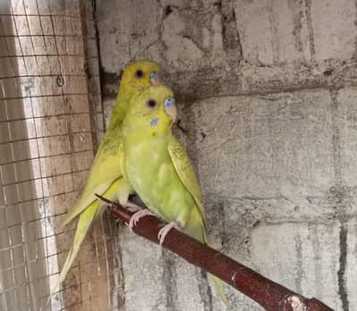 Australian parrots confirm pairs