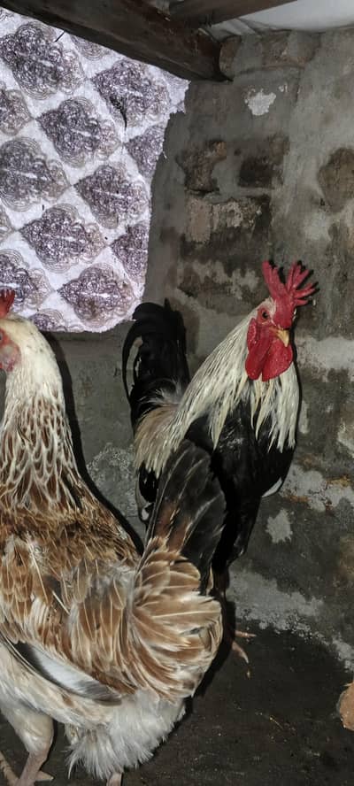 dandarwi pair