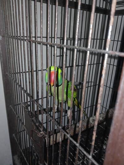 raW parrot