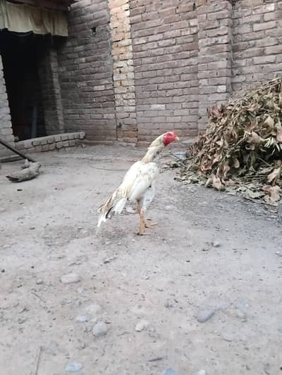 Pure Peshawari Asil Murgha - Home Bred