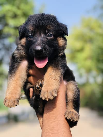 German Shapperd Long Coat PUPPY AVAILABLE Quality AMAZING PUBBS