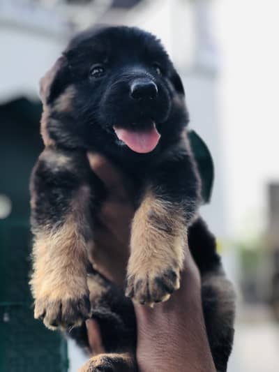 German Shapperd Long Coat PUPPY AVAILABLE Quality AMAZING PUBBS