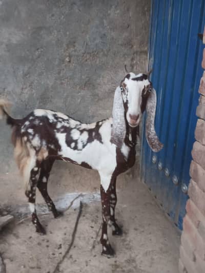 Khubsurat Bakri For Sale — 6 Dant (Breeding Ke Liye Best)