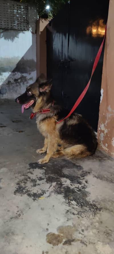 German shepherd female pedigree