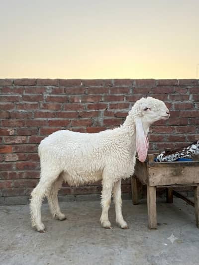 jori chatra chatri sheep male or female for sale
