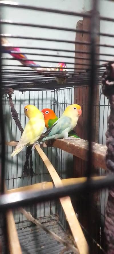 Green Opaline ,parblue Opaline,Decino opline breeder parrots.