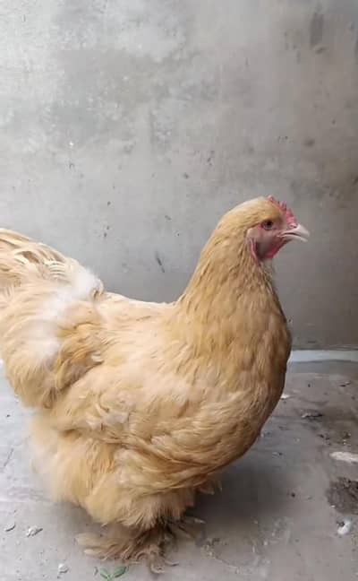 golden buff female breeder