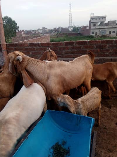 جنور برائے فروخت رابطہ نمبر 03338153636