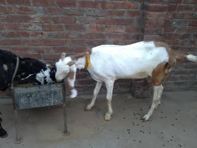 Rajanpuri Gulabi Abluk Bakri/Goat Achi Height Ki Healty And Active
