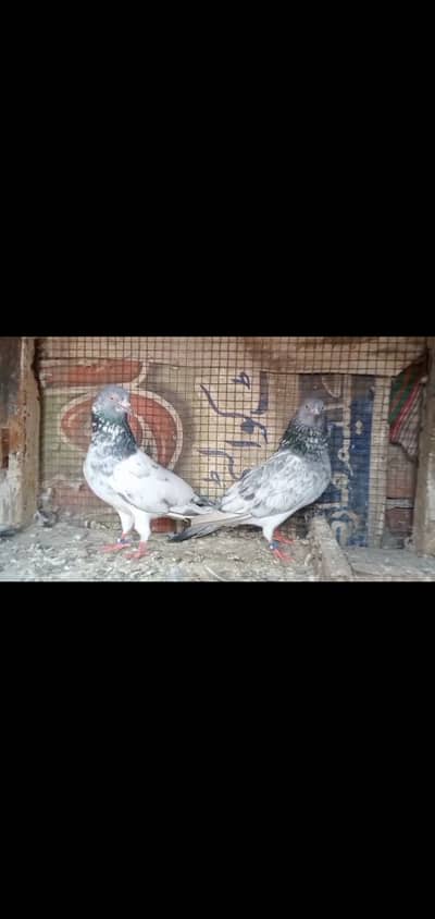 High-quality breeder pair available for sale