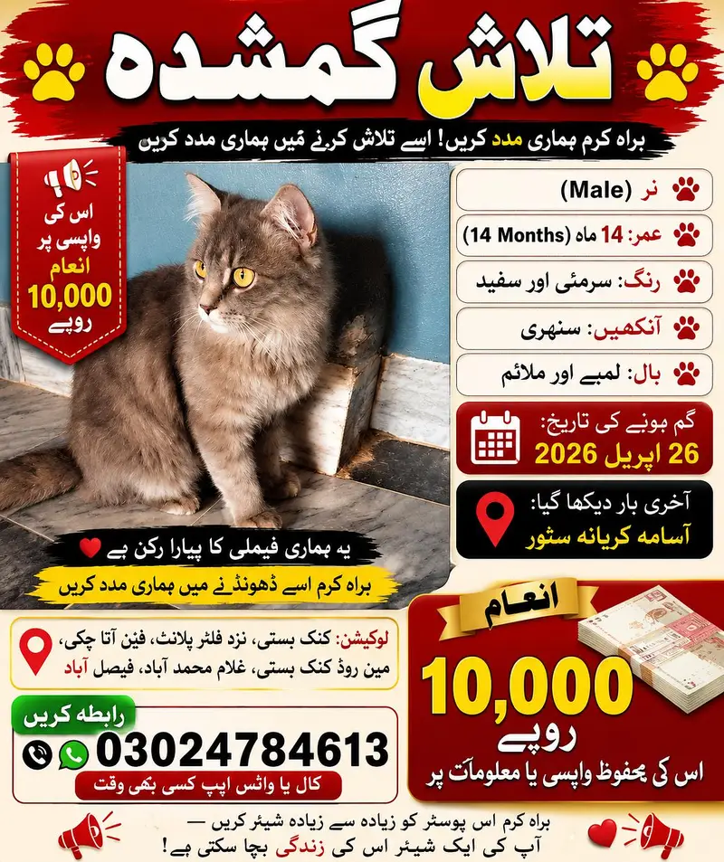 Missing male cat in faizabad GM abad Faisalabad — photo 2