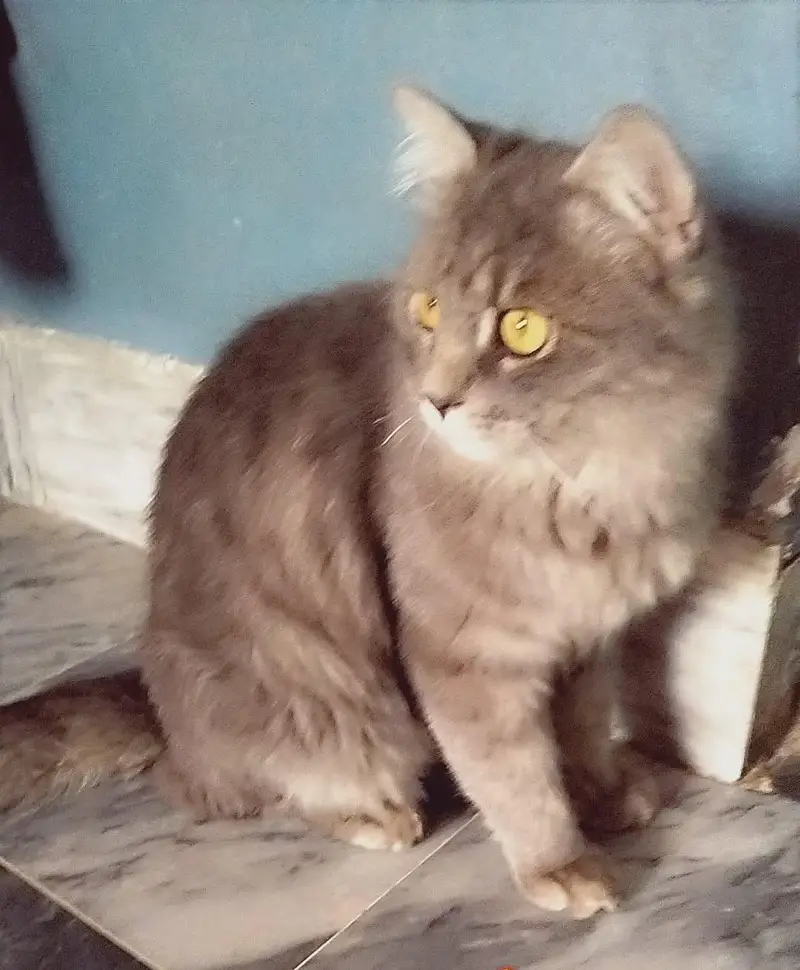 Missing male cat in faizabad GM abad Faisalabad — photo 3