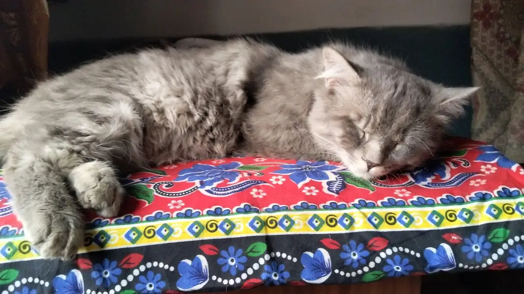 Missing male cat in faizabad GM abad Faisalabad — photo 4