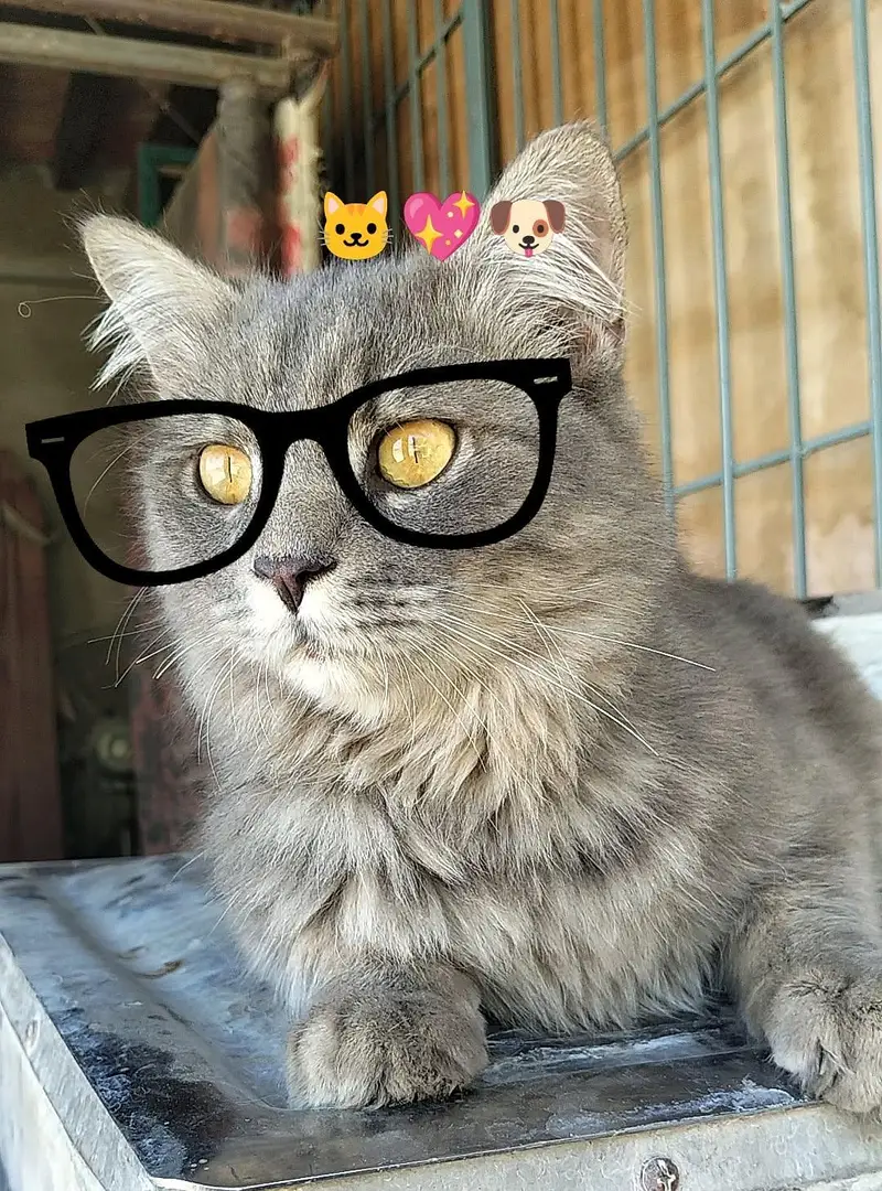 Missing male cat in faizabad GM abad Faisalabad — photo 5