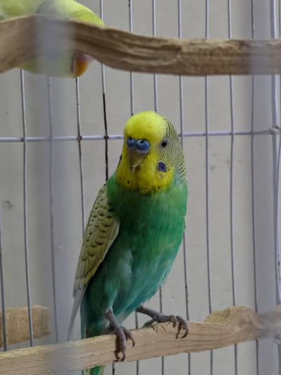 Yellow Face & Albino Budgies