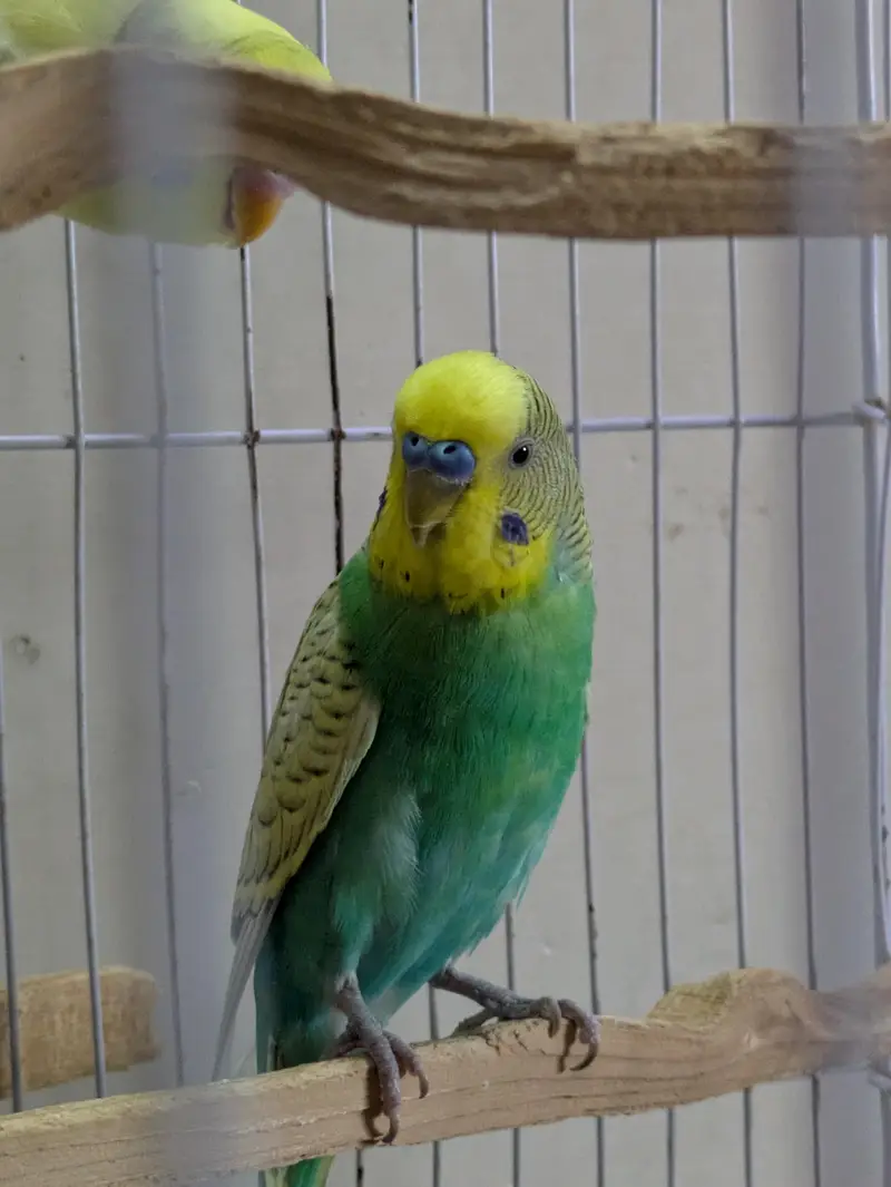 Yellow Face & Albino Budgies
