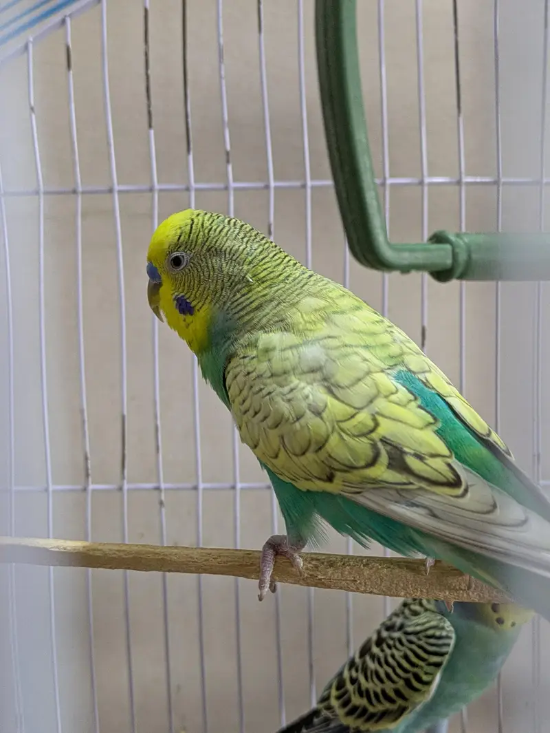 Yellow Face & Albino Budgies — photo 2