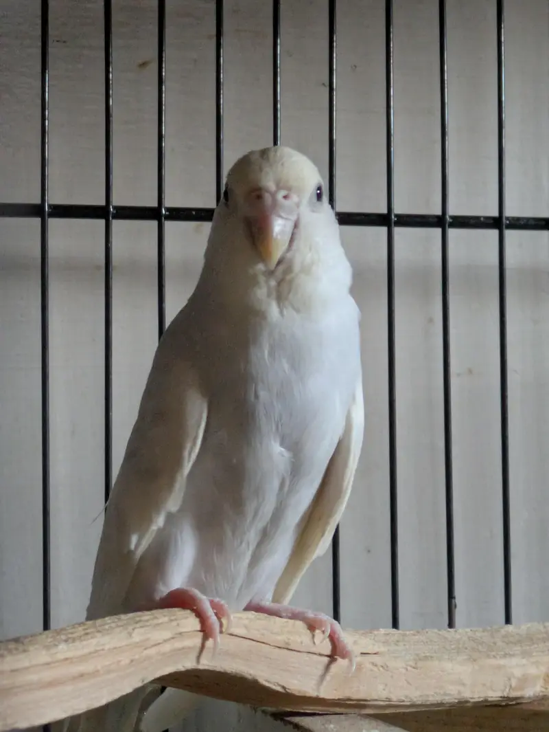 Yellow Face & Albino Budgies — photo 4