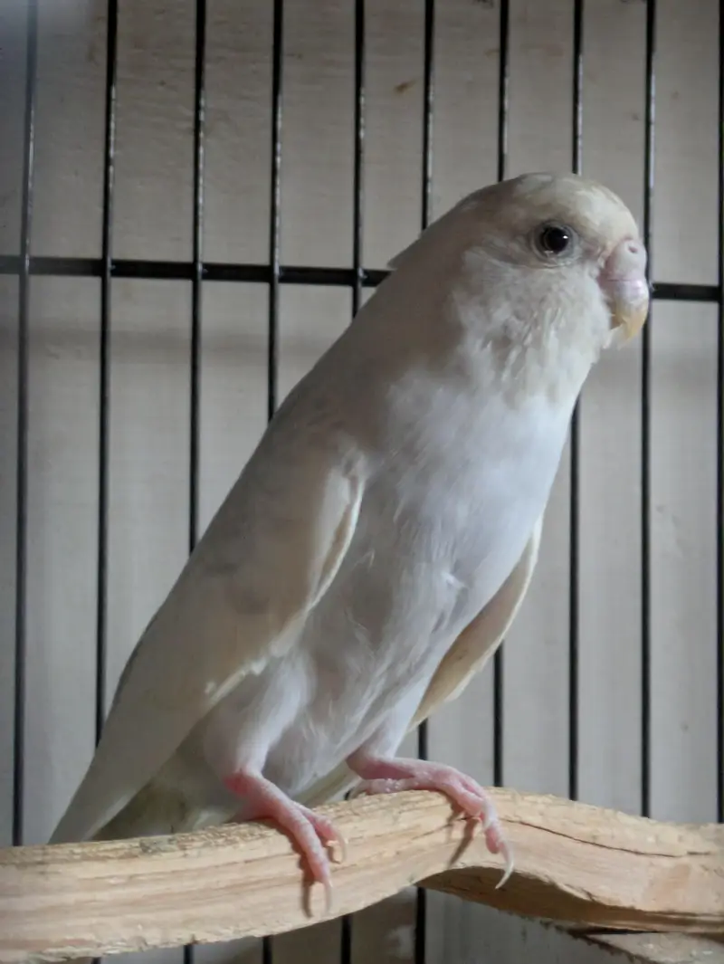 Yellow Face & Albino Budgies — photo 5