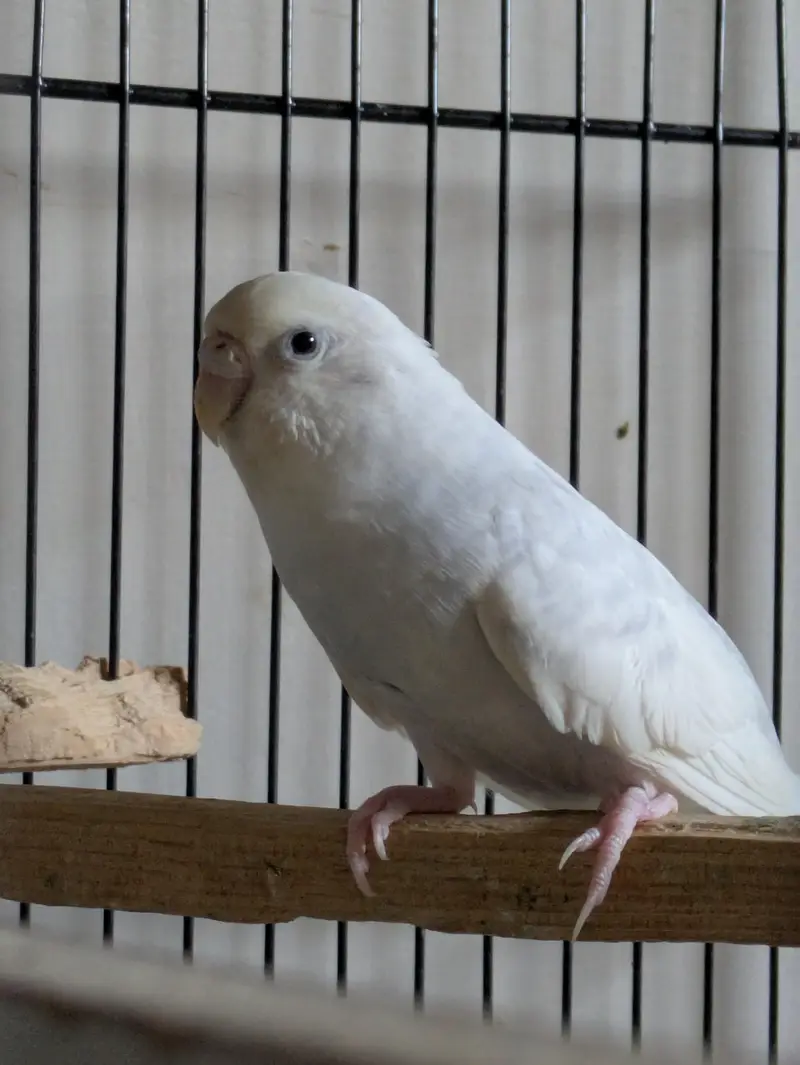 Yellow Face & Albino Budgies — photo 6