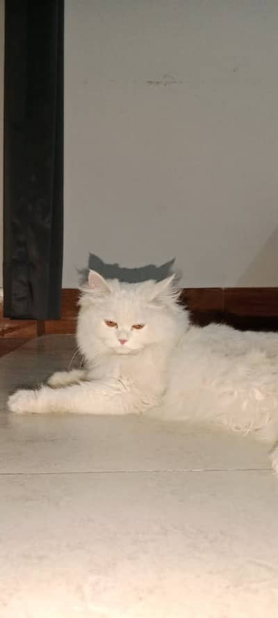 Persian cat