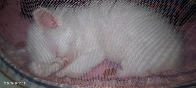 Persian Female Kitten