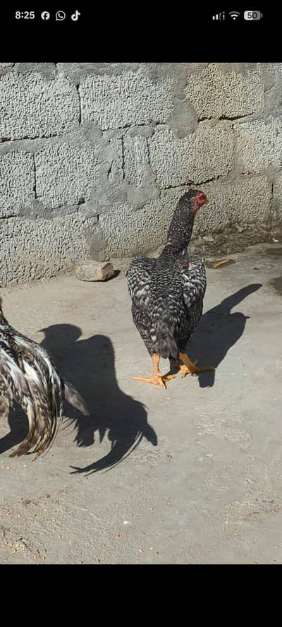 Shamo original male+female