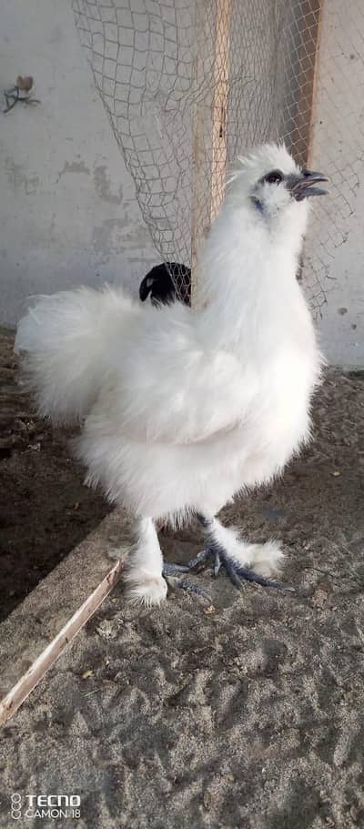 silky chicks o shamo chicks and 2 Black muskha patha available
